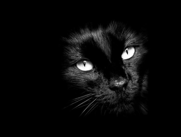 photo d'un chat noir